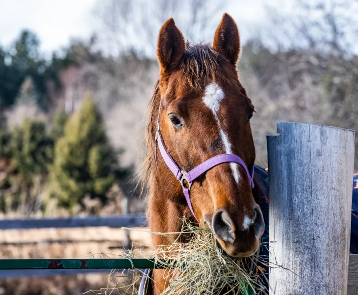 Paard eet stro