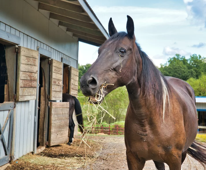 Paard eet stro