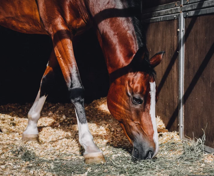 Paard eet stro in de stal