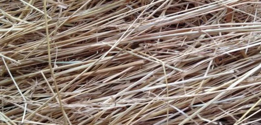 Graszaadhooi